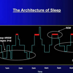 Secrets of Sleeping Brain - Architecture of Sleep - Prof. M Walker, 2009